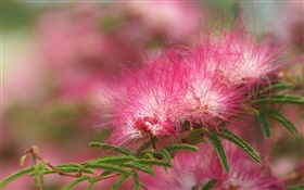 Rote Blume close-up, Blütenblätter  wie Linien HD Hintergrundbilder