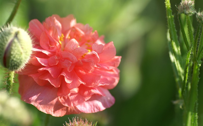 Rote Blume close-up, Sonnenschein, Bokeh Hintergrundbilder Bilder