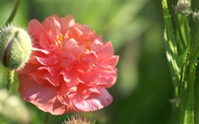 Rote Blume close-up, Sonnenschein, Bokeh HD Hintergrundbilder