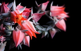 Rote Blumen, schwarzer Hintergrund HD Hintergrundbilder