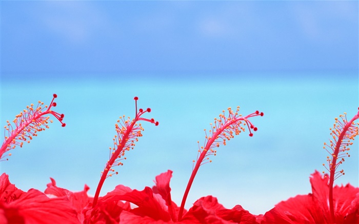 Rote Blumen, blauer Himmel, Malediven Hintergrundbilder Bilder
