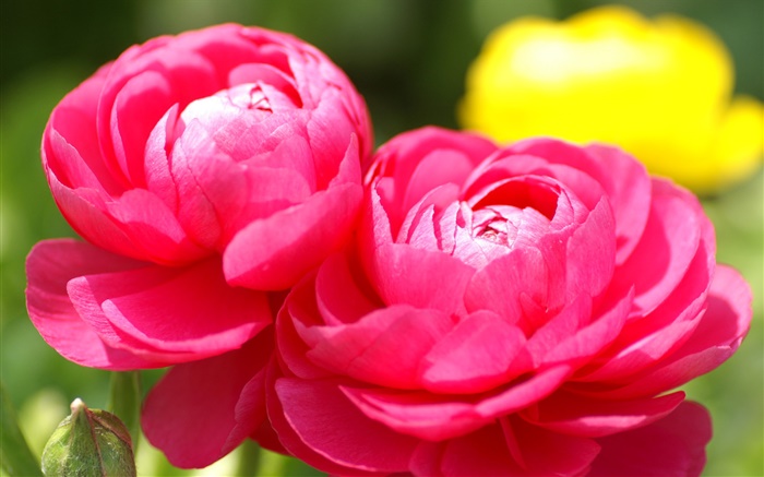 Rote Blumen close-up, Hintergrund verwischen Hintergrundbilder Bilder