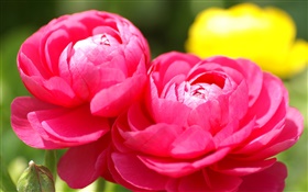 Rote Blumen close-up, Hintergrund verwischen HD Hintergrundbilder