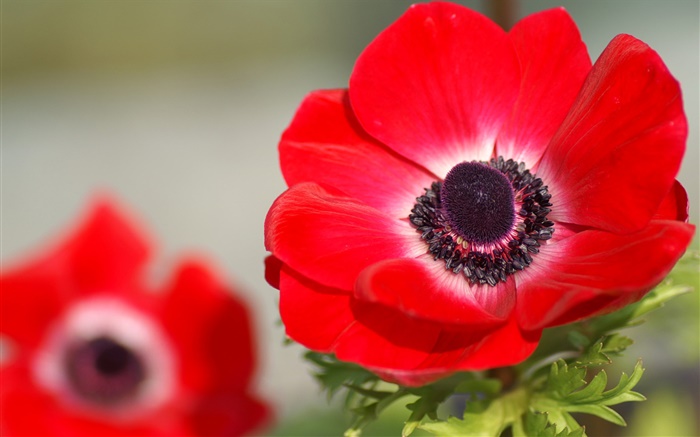 Rote Blumen Makro-Fotografie, Blütenblätter , Unschärfe Hintergrundbilder Bilder