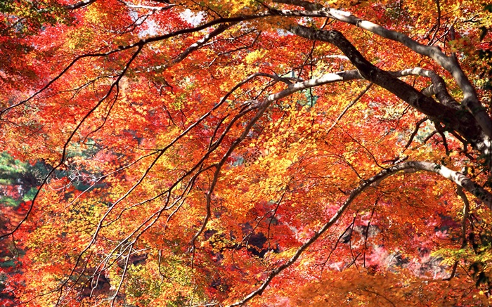 Rote Blätter im Herbst, Bäume Hintergrundbilder Bilder