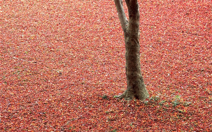 Rote Blätter auf dem Boden, Baum, Herbst Hintergrundbilder Bilder