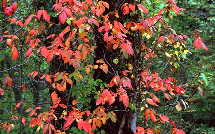 Rote Blätter, Bäume, Äste, Herbst Hintergrundbilder Bilder
