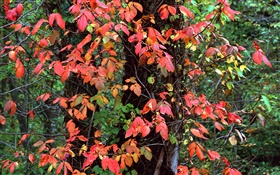 Rote Blätter, Bäume, Äste, Herbst