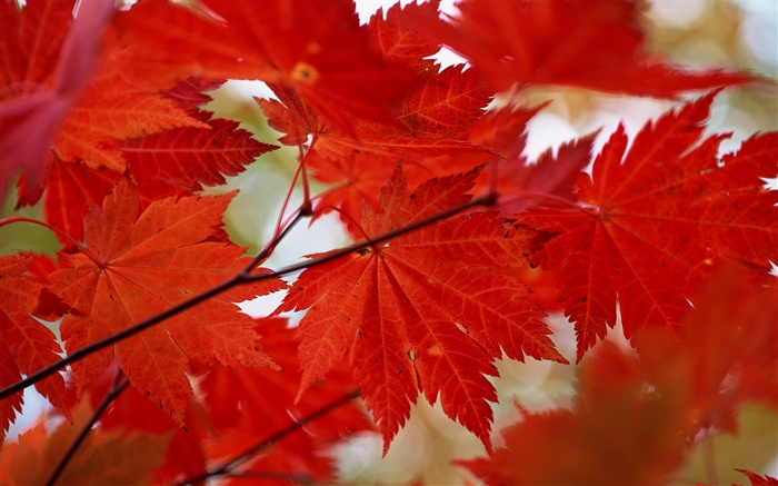 Rote Ahornblätter  close-up, Herbst Hintergrundbilder Bilder
