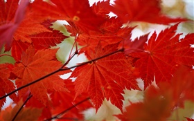 Rote Ahornblätter  close-up, Herbst HD Hintergrundbilder