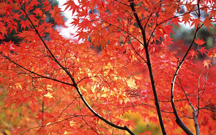 Rote Ahornblätter , Herbst, Tokio, Japan Hintergrundbilder Bilder