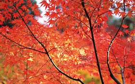 Rote Ahornblätter , Herbst, Tokio, Japan