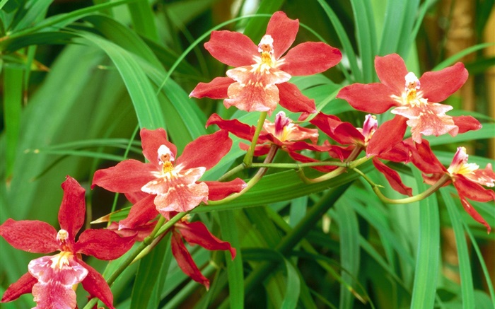 Rote Orchidee blüht, grüne Blätter Hintergrundbilder Bilder