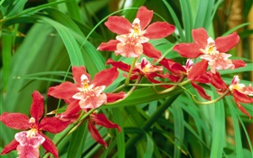 Rote Orchidee blüht, grüne Blätter HD Hintergrundbilder