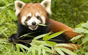 Roter Panda, der Bambus isst HD Hintergrundbilder