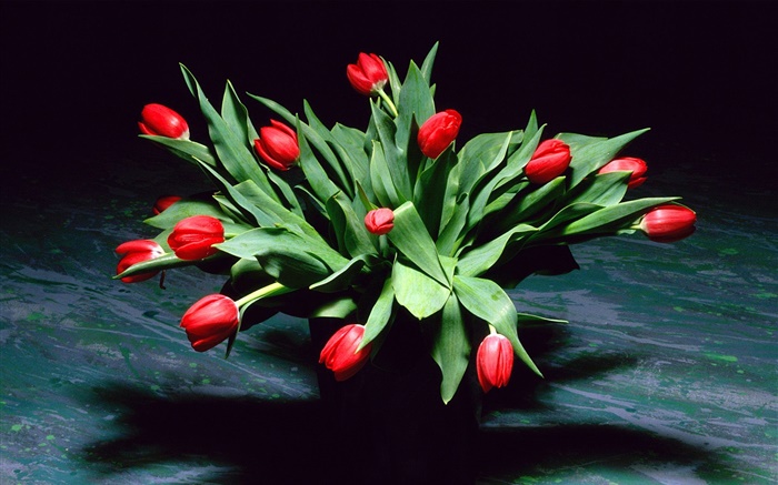 Rote Tulpe Blumen, Strauß, Vase Hintergrundbilder Bilder