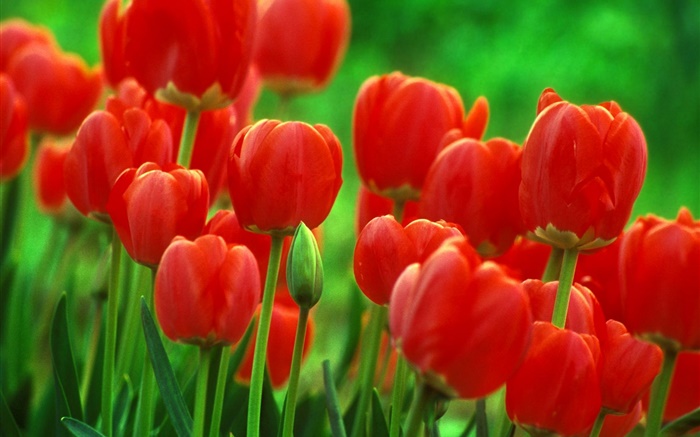Rote Tulpe Blumen, Garten, grünen Hintergrund Hintergrundbilder Bilder