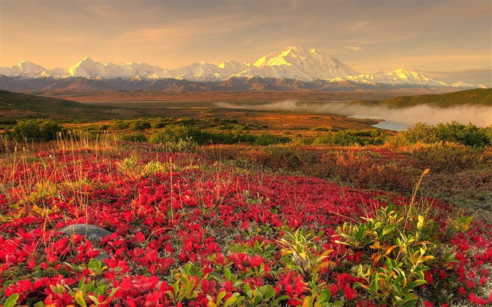 Red Wildblumen , Berge, Nebel, Dämmerung Hintergrundbilder Bilder
