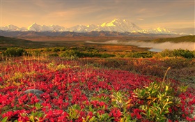 Red Wildblumen , Berge, Nebel, Dämmerung HD Hintergrundbilder