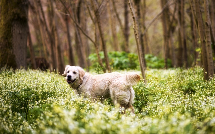 Retriever, Hund, Gras, Wildblumen , Wald Hintergrundbilder Bilder