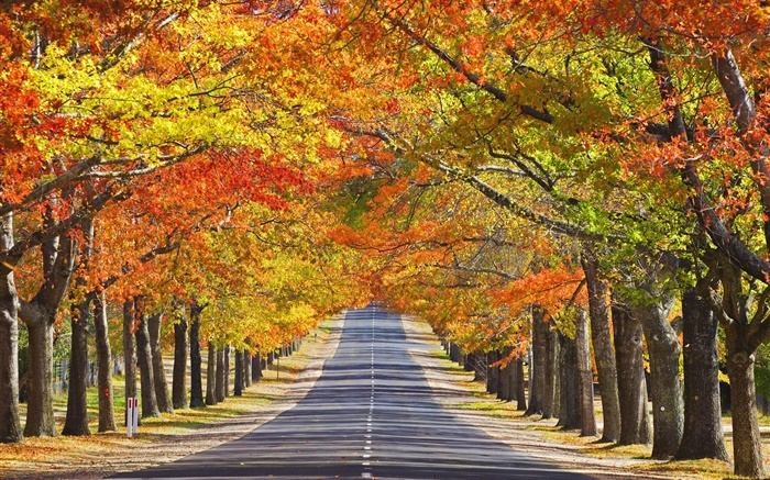 Straße, Bäume, rote Blätter, Herbst Hintergrundbilder Bilder