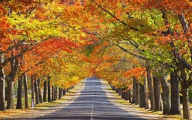 Straße, Bäume, rote Blätter, Herbst HD Hintergrundbilder