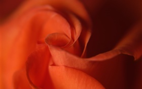 Rose close-up, Farbe orange Blütenblätter