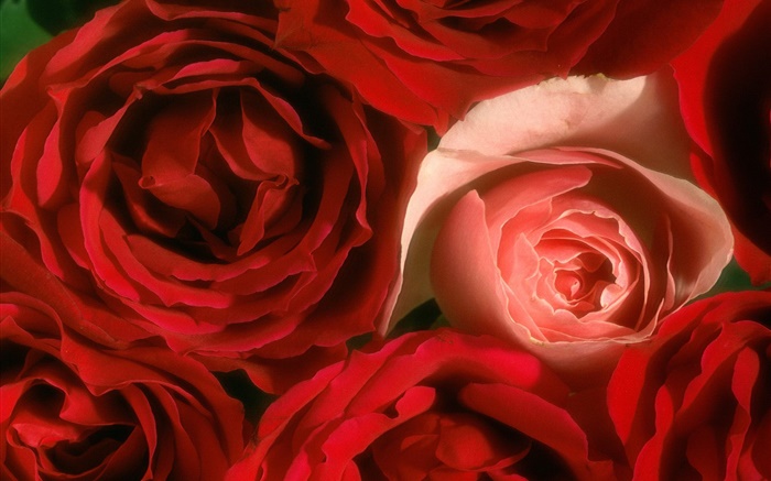 Rose blüht close-up, rosa und rot Hintergrundbilder Bilder