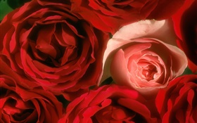 Rose blüht close-up, rosa und rot HD Hintergrundbilder