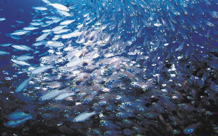 Fischschwarm Hintergrundbilder Bilder