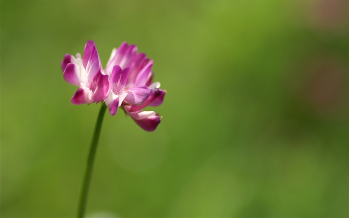 Einzelne rosa Blume close-up, grünen Hintergrund Hintergrundbilder Bilder