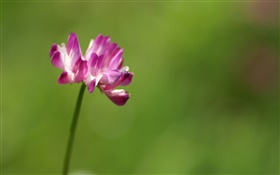 Einzelne rosa Blume close-up, grünen Hintergrund HD Hintergrundbilder