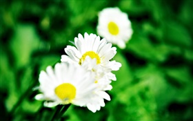 Kleine weiße Gänseblümchen
