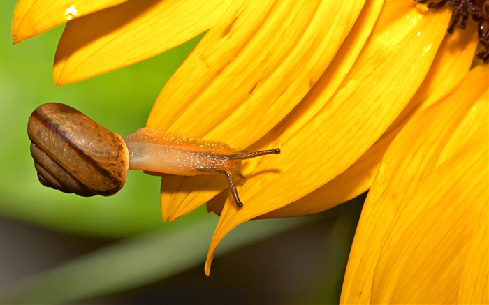 Snail close-up, Sonnenblumenblütenblätter Hintergrundbilder Bilder