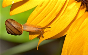 Snail close-up, Sonnenblumenblütenblätter HD Hintergrundbilder