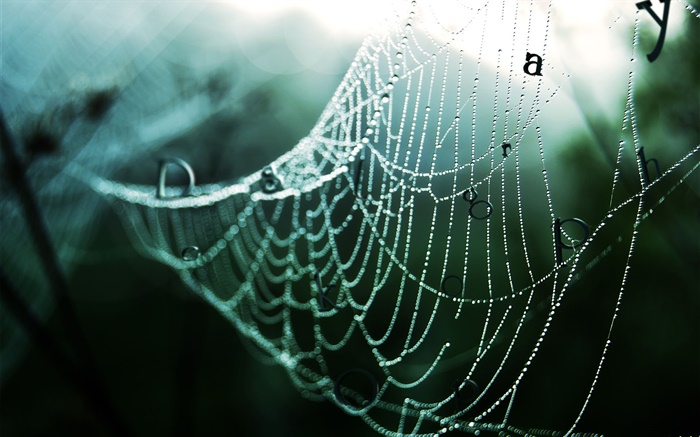 Spinnennetz  nach dem regen, Wassertropfen , Worte, kreative Bilder Hintergrundbilder Bilder