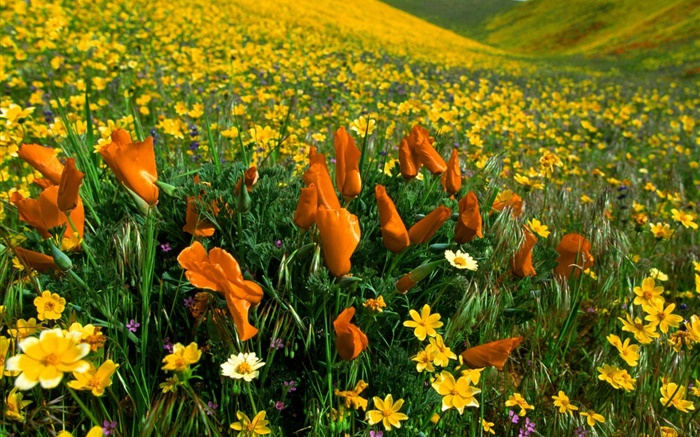 Frühlingsblumen , gelbe Wildblumen Hintergrundbilder Bilder