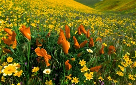 Frühlingsblumen , gelbe Wildblumen HD Hintergrundbilder