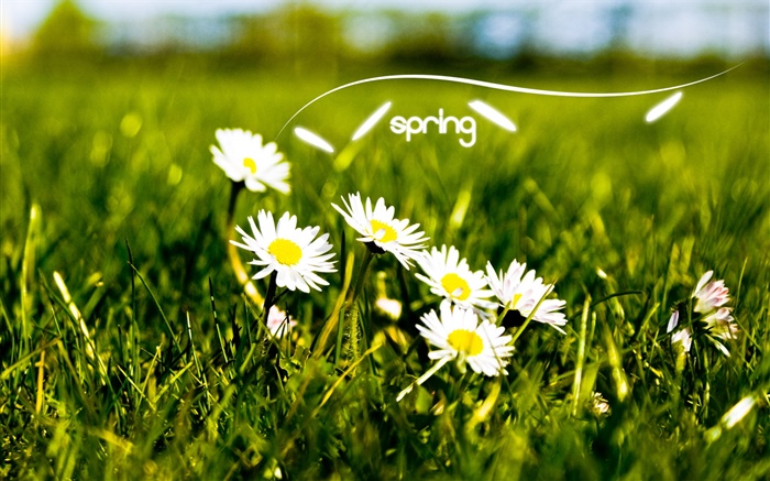 Frühling, Gras, weiße Gänseblümchen Hintergrundbilder Bilder
