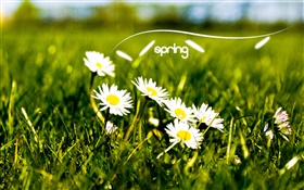 Frühling, Gras, weiße Gänseblümchen HD Hintergrundbilder
