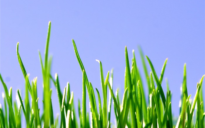 Frühling, grünen Rasen, blauer Himmel Hintergrundbilder Bilder