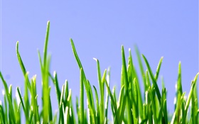 Frühling, grünen Rasen, blauer Himmel HD Hintergrundbilder