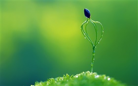 Frühling, grünen Stil, Pflanze, Knospen HD Hintergrundbilder