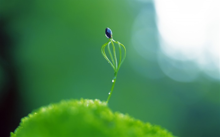 Frühling Pflanze Knospe close-up, Blendung Hintergrundbilder Bilder