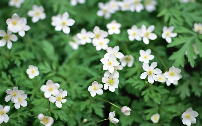 Frühling, weiße kleine Blumen close-up Hintergrundbilder Bilder