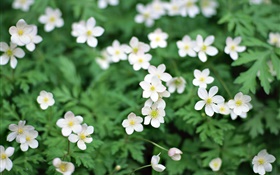 Frühling, weiße kleine Blumen close-up HD Hintergrundbilder