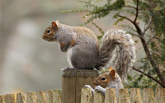 Eichhörnchen-close-up, Schwanz, Nagetier, Zaun Hintergrundbilder Bilder