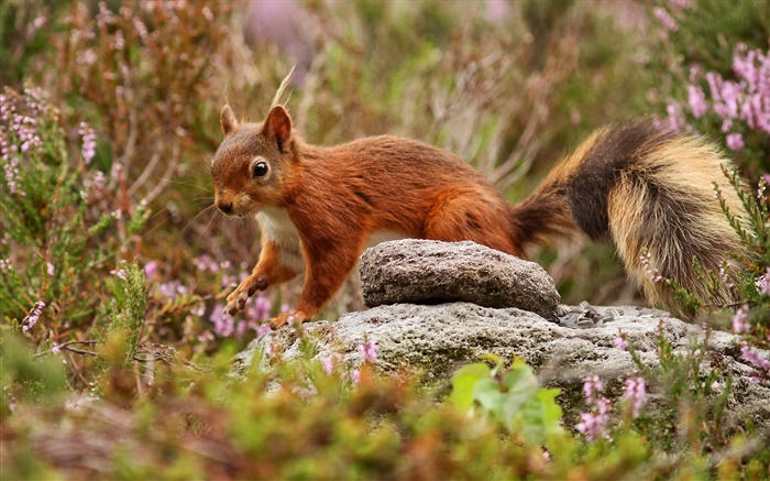 Eichhörnchen, Gras, Steine Hintergrundbilder Bilder