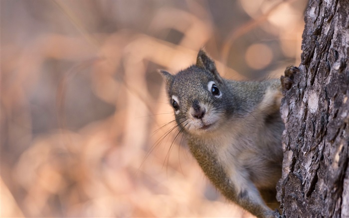 Eichhörnchen versteckt sich hinter einem Baum Hintergrundbilder Bilder