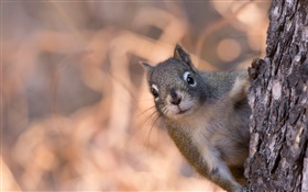 Eichhörnchen versteckt sich hinter einem Baum